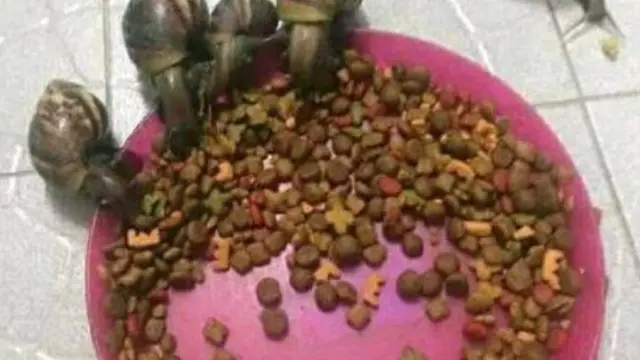 Kocak, Bukan Manusia Saja Bisa Mukbang, Hewan Juga Bisa Berikut Potretnya