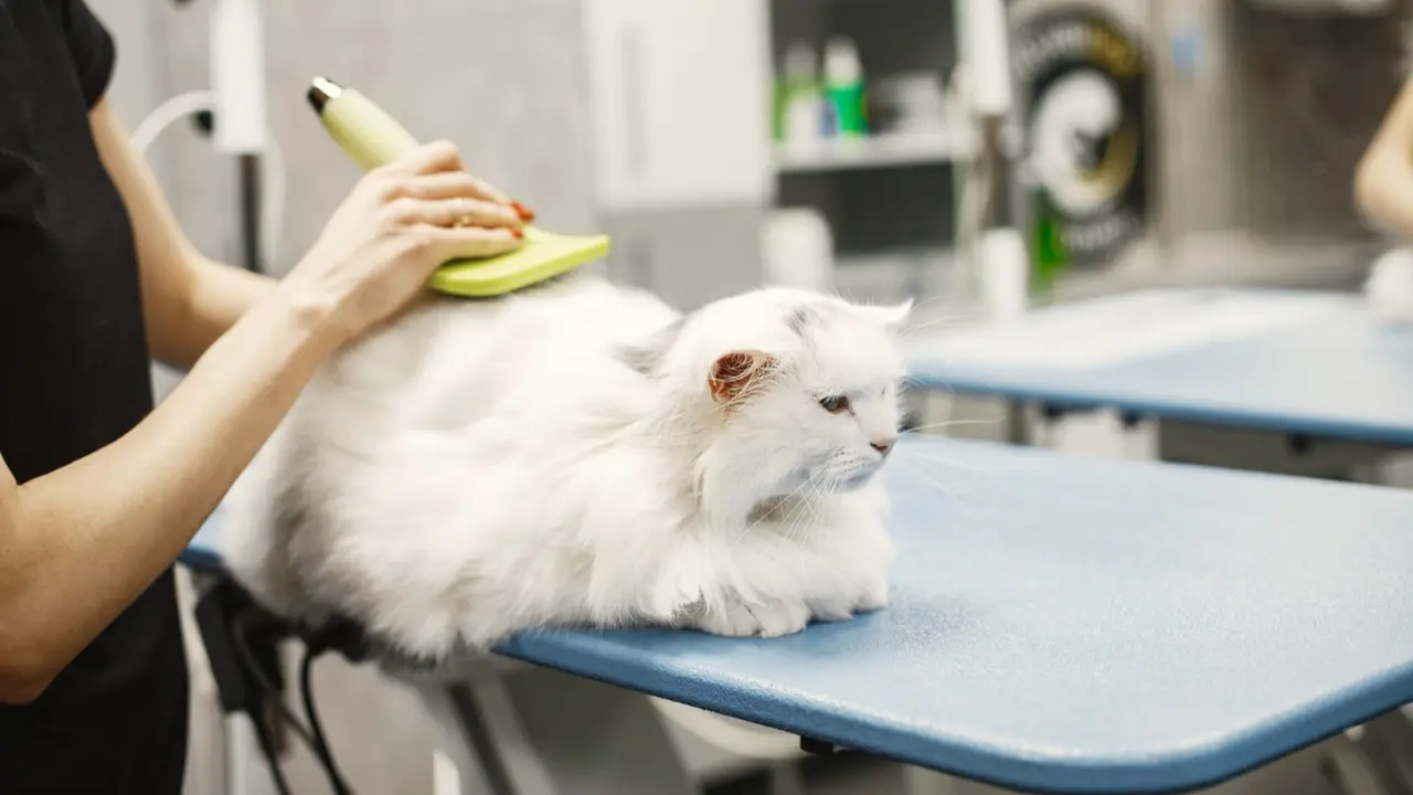 Cat Grooming