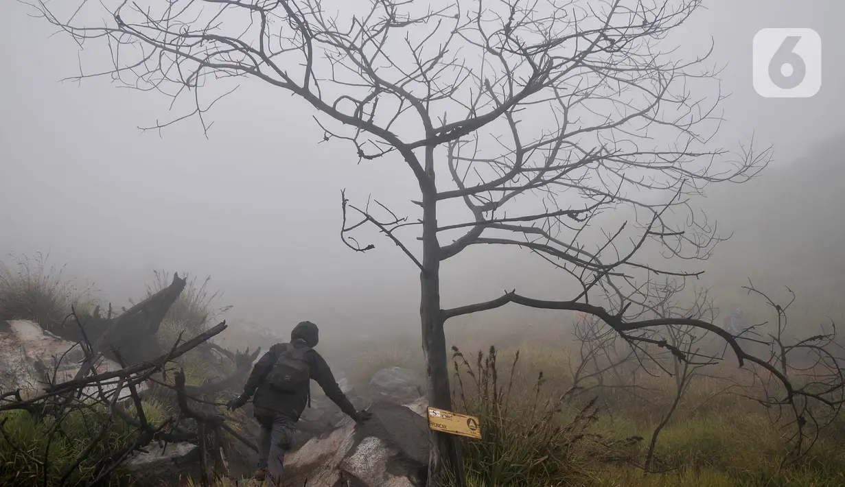 Cuaca kabut mengiringi pendakian menuju puncak Gunung Sindoro via Jalur Alang-Alang Sewu, Kertek, Wonosobo, Minggu (12/9/2021). Gunung Sindoro yang memiliki ketinggian 3.153 mdpl merupakan salah satu gunung di Jawa Tengah yang favorit atau ramai didatangi pendaki. (merdeka.com/Iqbal S Nugroho)