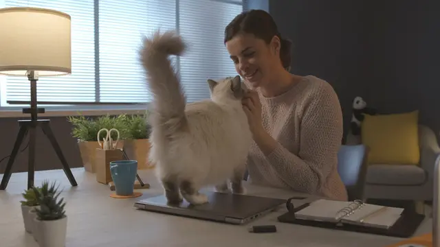 Ketahui Suasana Hati dan Emosi Kucing dari Gerakan Ekornya