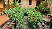 Cara Membuat Hidroponik Cabai Mini Panen 3 Bulan di Rumah, Panduan Lengkap untuk Pemula