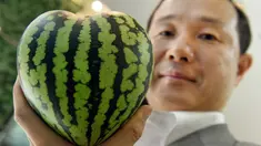 Mototaka Nishimura, seorang manajer dari toko buah mewah Shibuya Nishimura, memperlihatkan semangka berbentuk hati di Tokyo, Jepang, 1 Juli 2015. (AFP PHOTO/Toru Yamanaka)