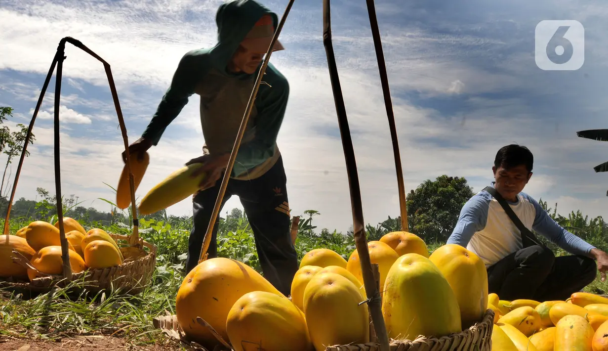 Petani mengumpulkan buah timun suri hasil panen di lahan garapan kawasan Sawangan, Depok, Minggu (3/4/2022). Timun suri yang biasa diolah menjadi minuman wajib untuk menemani berbuka puasa ini dijual dari harga Rp 9ribu - Rp 20ribu tergantung ukurannya. (merdeka.com/Arie Basuki)