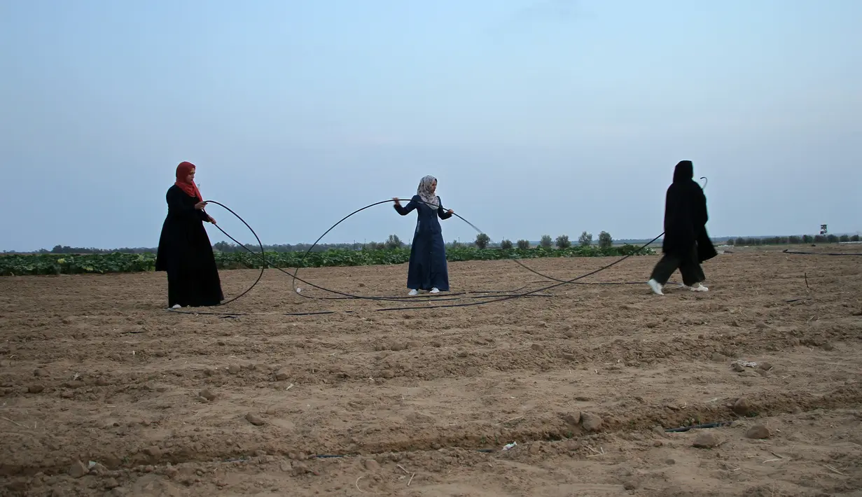 Sejumlah wanita Palestina bekerja di pertanian dekat perbatasan Jalur Gaza dan Israel, sebelah timur Kota Khan Younis, Jalur Gaza selatan, 28 Oktober 2020. Israel mengklaim zona penyangga tersebut dapat mencegah faksi bersenjata Palestina melancarkan serangan ke wilayahnya. (Xinhua/Rizek Abdeljawad)