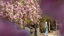 Seorang pengunjung meliat-lihat pohon sakura mekar di pameran hortikultura EGA (Erfurt Garden Construction Exhibition) di Erfurt, Jerman, Kamis (19/4). Masyarakat Jerman banyak memilih bersantai di taman saat musim semi. (AP Photo/Jens Meyer)