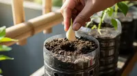 5 Cara Menanam Bawang Putih di Rumah untuk Pemula, Panduan Lengkap hingga Panen