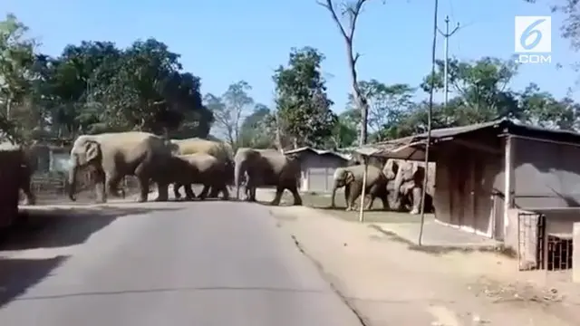 Kawanan gajah keluar dari hutan dan memasuki desa di India. Peristiwa ini membuat panik warga sekitar.