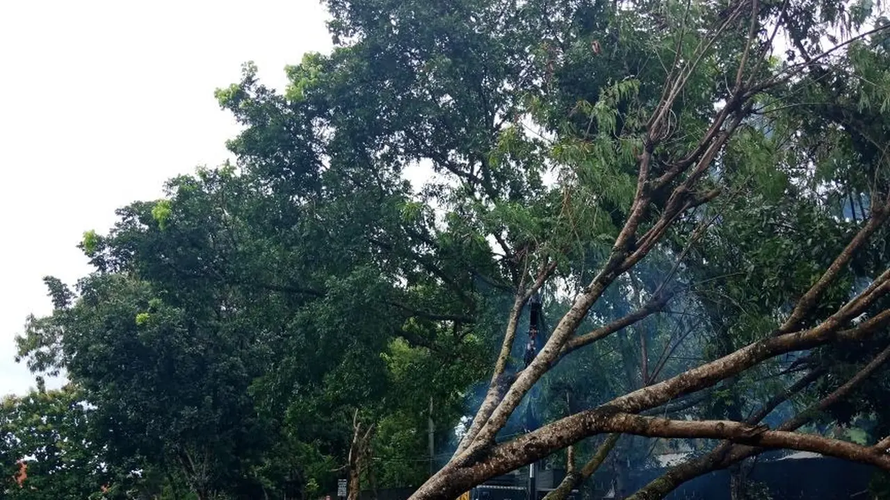 Pohon Tumbang di DIY
