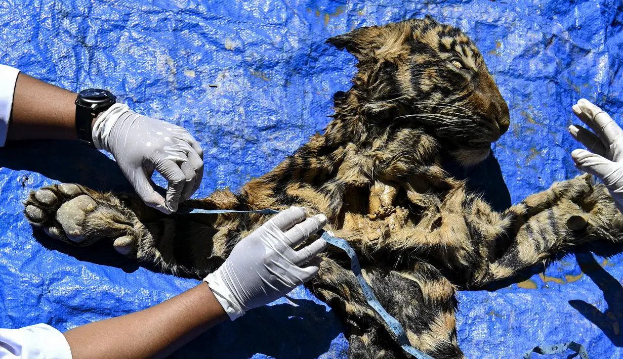 Mahasiswa kedokteran hewan melakukan forensik terbatas terhadap barang bukti kulit harimau sumatera hasil sitaan di Banda Aceh, Aceh, Rabu (1/12/2021). Forensik terbatas dilakukan untuk mengetahui jenis kelamin, usia dan penyebab kematian. (CHAIDEER MAHYUDDIN/AFP)