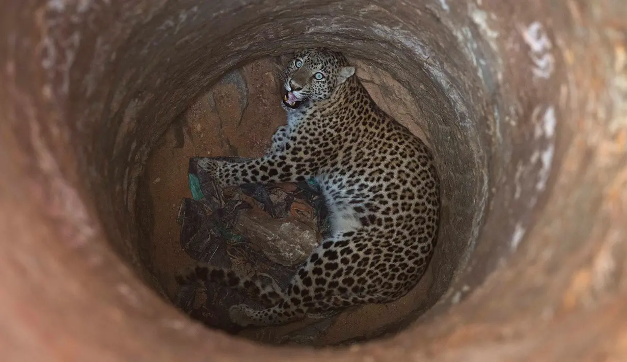 Seekor macan tutul terperosok ke dalam sumur kering yang berada di kawasan permukiman Guwahati di India, Rabu (13/12). Macan tutul dewasa tersebut terjebak di sebuah sumur yang berdiameter agak sempit. (AP Photo/Anupam Nath)