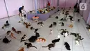 Suasana rumah penampungan kucing dan anjing terlantar Clow di kawasan Parung, Bogor, Jawa Barat, Kamis (22/9/2022). Sumber dana rumah penampungan ini berasal dari kocek pribadi, donasi, dan para anggota pecinta kucing. (merdeka.com/Arie Basuki)