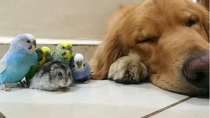 Inilah Geng Hewan Terbaik Sepanjang Masa