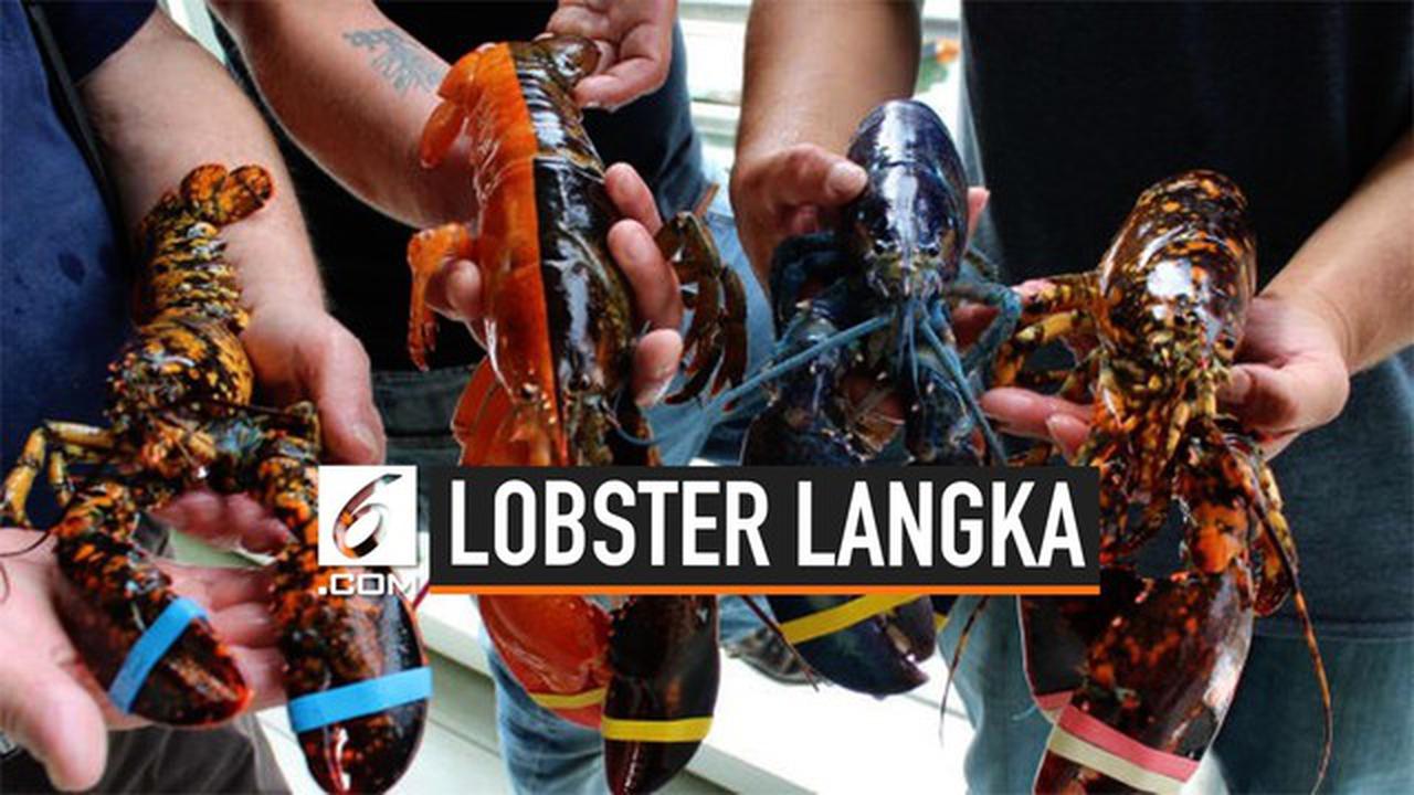 VIDEO: Langka, Lobster Ini Punya 2 Warna Berbeda di Tubuhnya