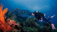 Tak hanya berkunjung di gunung ataupun air terjun, peraih gelar Miss Fotogenic ini juga hobi menyelam.  Momen Della saat menikmati pemandangan bawah laut Raja Ampat. Wanita kelahiran 1989 ini mengaku selalu rindu dan ingin kembali ke Raja Ampat. (Liputan6.com/IG/delladartyan)