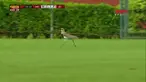 Laga sepak bola Copa U-20 di Brasil antara Sao Paulo vs Joinville terpaksa harus terhenti karena hadirnya rombongan burung yang bermain di tengah lapangan saat pertandingan masih berlangsung.