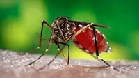 Belum musnah virus DBD dan Malaria, kini muncul virus Zika yang juga berasal dari nyamuk di Amerika Latin. 