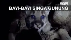 Lima ekor singa gunung bersama induknya ditemukan di pegunungan dekat Los Angeles