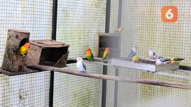 Hobi Pelihara Burung Bisa Picu Penyakit Paru Bird Fancier’s Lung, Apa Itu?