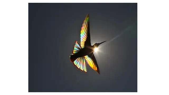 Bak Pelangi, Begini 6 Foto Indahnya Sayap Burung Kolibri Ketika Terkena Sinar Matahari