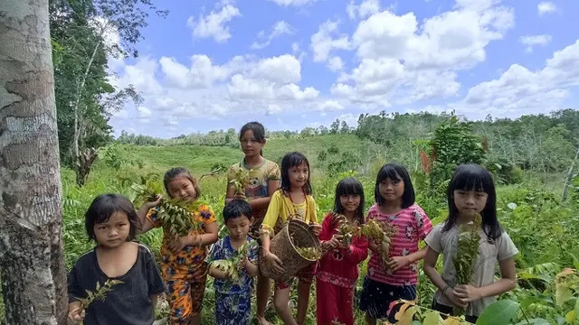 Aktivitas sekolah adat Dayak Lebang di Kampung Linggam mengajarkan siswa mengambil sayuran. (Dok. AMAN)