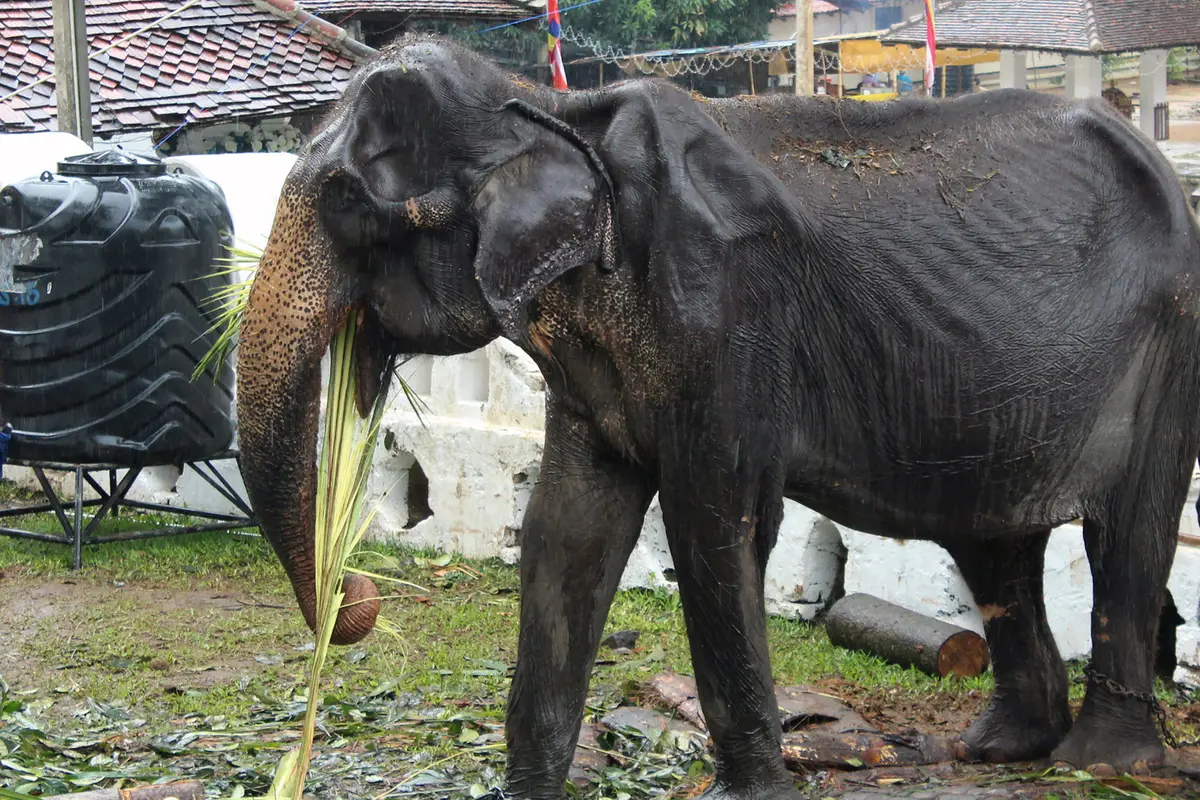 Viral di Medsos, Begini Kondisi Menyedihkan Gajah Kurus Tikiri