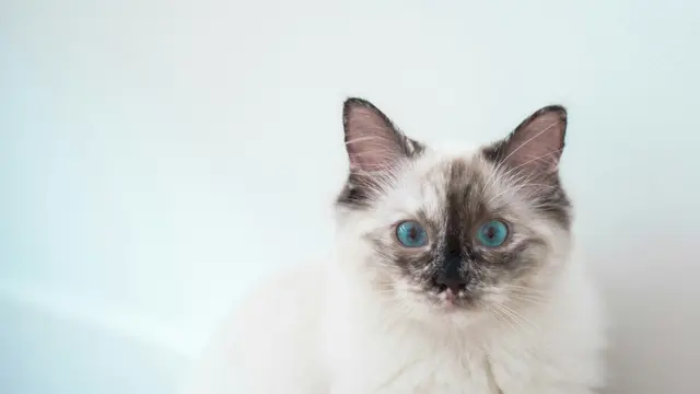Burmese