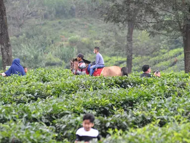 Warga berkeliling kebun teh di pinggir jalan raya yang menghubungkan Bogor-Cianjur di kawasan Gunung Mas, Puncak, Jawa Barat, Minggu (17/5/2020). Kegiatan ngabuburit atau menunggu waktu berbuka puasa ini melanggar aturan PSBB karena mengundang kerumunan massa. (merdeka.com/Arie Basuki)