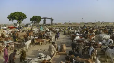 Pemandangan umum pasar ternak menjelang festival Muslim Idul Adha, di pinggiran Karachi pada 19 Juni 2023. (AFP/Asif Hassan)