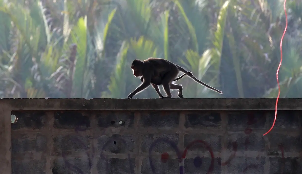 Sebuah monyet ekor panjang bersama anaknya berjalan di sebuah desa,  Bangkok, Thailand, (21/9/2015). Pemerintah Thailand merelokasi kera ekor panjang untuk mengurangi konflik dengan masyarakat setempat. (REUTERS/Chaiwat Subprasom)