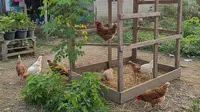 8 Tanaman Wajib di Kebun Ayam Kampung agar Produksi Telur Meningkat, Strategi Alami Hemat Pakan