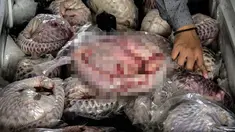 Ditreskrimsus Polda Jatim menggagalkan penyelundupan 657 ekor trenggiling yang sudah dalam bentuk daging beku dan siap ekspor, Jombang, Jatim (25/8). Rencananya daging trenggiling tersebut akan dikirim ke Tiongkok dan Taiwan. (AFP PHOTO/Juni Kriswanto)