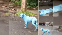Limbah Pabrik, Alasan Anjing di Mumbai Berwarna Biru (Facebook Arati Chauhan )