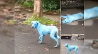 Limbah Pabrik, Alasan Anjing di Mumbai Berwarna Biru