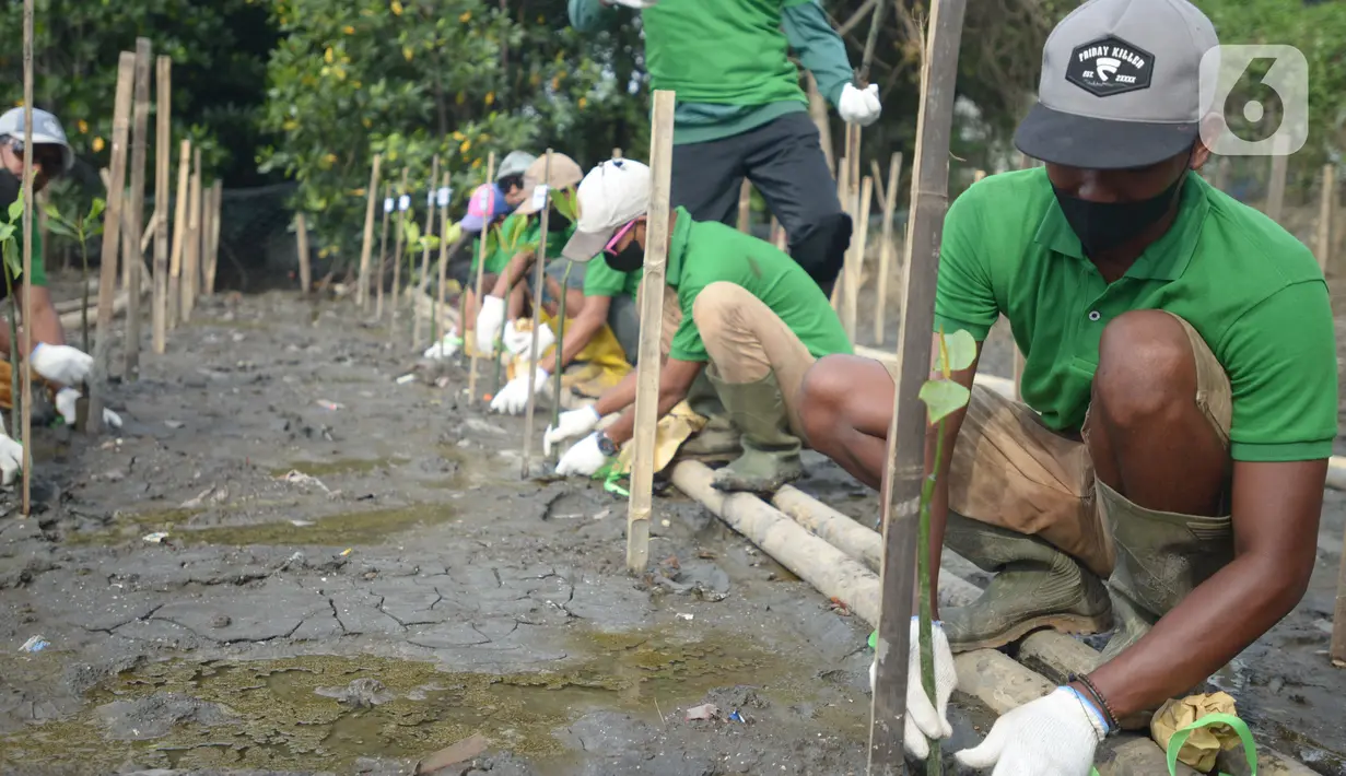Pekerja melakukan penanam bibit Mangrove jenis Rhizopora Mucronata di Kawasan PT Karya Citra Nusantara  (KCN) Marunda, Cilincing Jakarta Jumat (3/6/2022). Sepanjang 1100 meter tahap dua untuk menanam mangrove di kawasan tersebut, sebagai komitmen kepedulian terhadap lingkungan laut terutama pesisir Utara Jakarta. (merdeka.com/Imam Buhori)