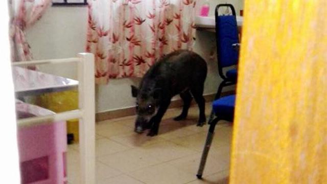 6 Potret Hewan Masuk ke Ruang Tamu Ini Bikin Pemilik Rumah Syok