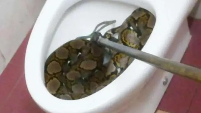 6 Momen Ngeri Ular Piton Muncul di WC, Gagal BAB