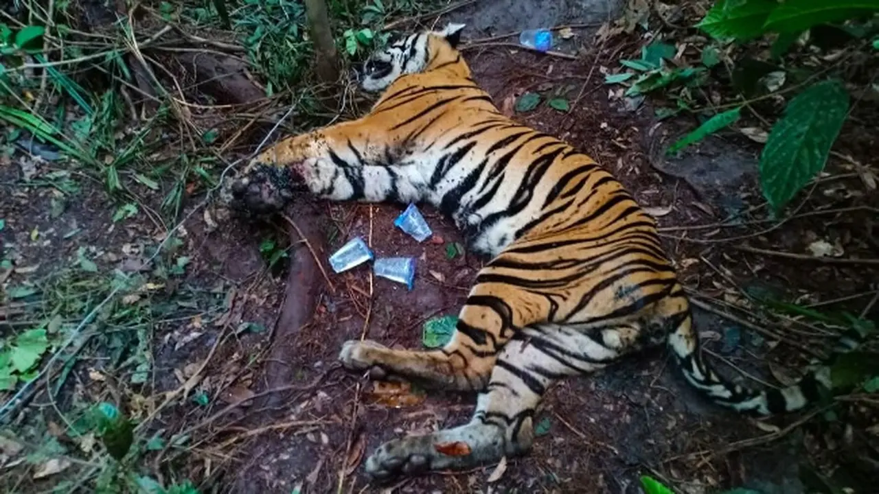 Harimau sumatra yang mati terjerat di salah satu kawasan hutan di Riau.