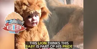 Begini Reaksi Singa Saat Lihat Bayi Pakai Baju Ini 