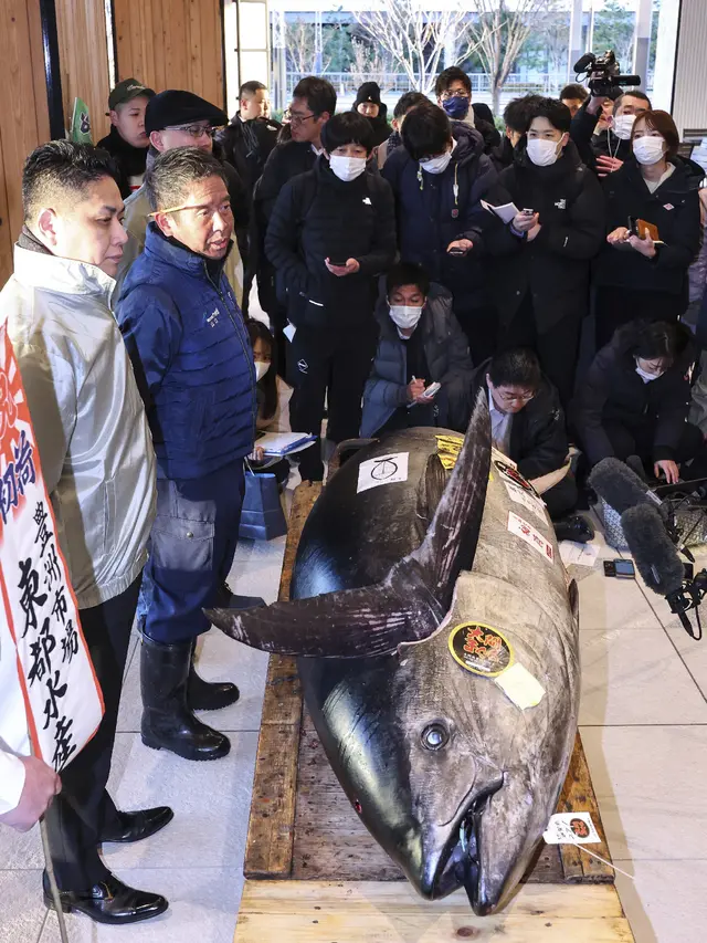 Tuna Sirip Biru Seukuran Motor Terjual Rp21 Miliar di Pelelangan Ikan Jepang