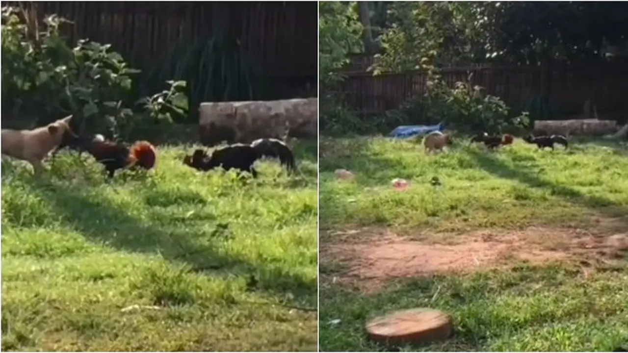 Aksi Anjing Lerai Dua Ayam Jago Sedang Bertarung, Usaha Banget Tarik Ekornya