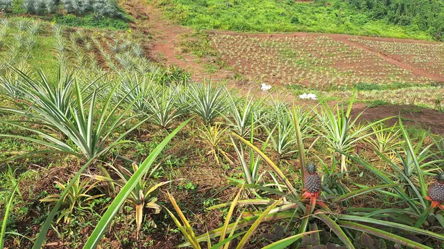 Ladang nanas di Desa Tabarano, Kecamatan Wasuponda. (Liputan6.com/Fauzan)