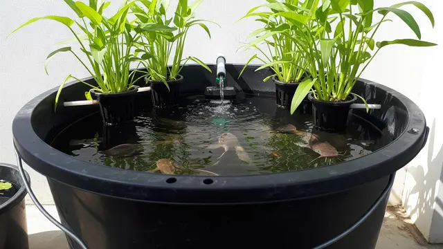 Budikdamber Lele dan Kangkung