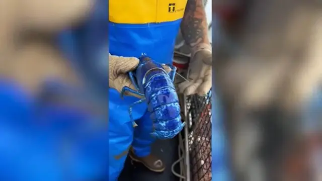Lobster biru