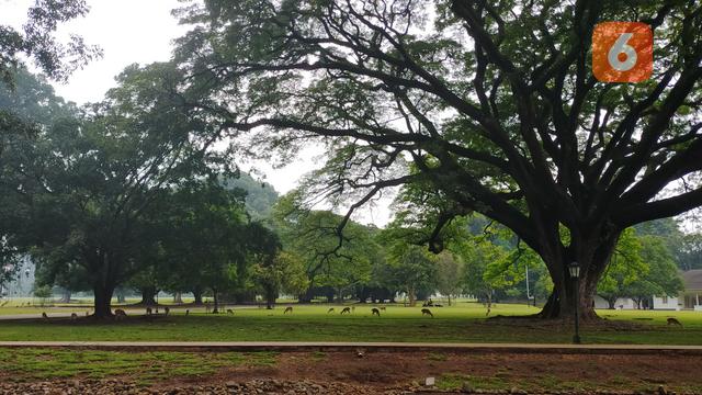 Harga Tiket Kebun Raya Bogor dan Jam Operasionalnya, Cocok Liburan Bersama Keluarga