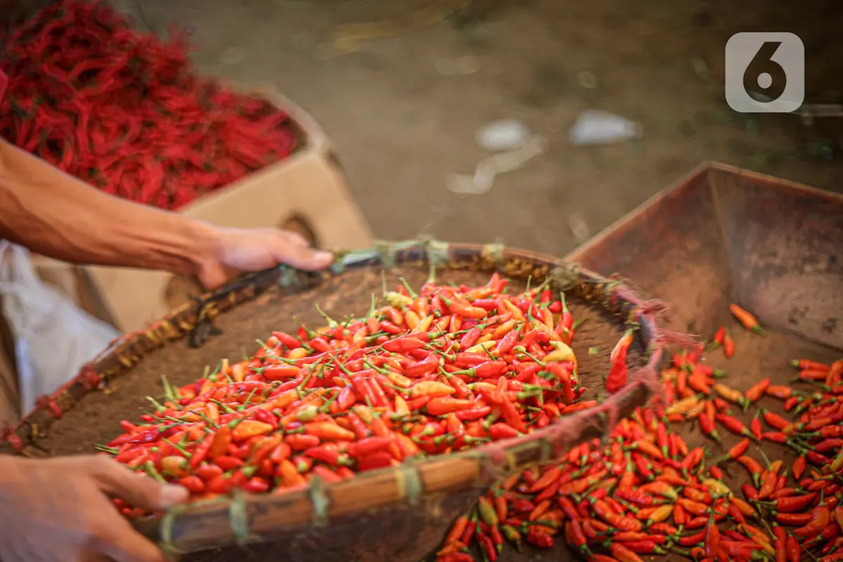 Harga Cabai Rawit Merah Tembus Hingga Rp 120 Ribu per Kilogram
