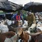 Calon pembeli memilih domba untuk perayaan Idul Adha di sebuah pasar kawasan Abidjan, Pantai Gading, Jumat (17/8). Dalam Perayaan Idul Adha, umat islam di seluruh dunia akan menyembelih hewan ternak. (AFP/ISSOUF SANOGO)