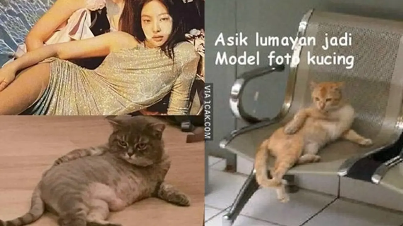 6 Gaya Kucing Berpose Layaknya Model Ini Bikin Geleng Kepala