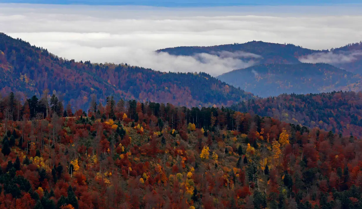 Warna daun-daun musim gugur di pegunungan Vosges menandai pergantian musim di Rimbach, kawasan Alsace, Perancis timur, Selasa (3/11). (REUTERS / Jacky Naegelen)