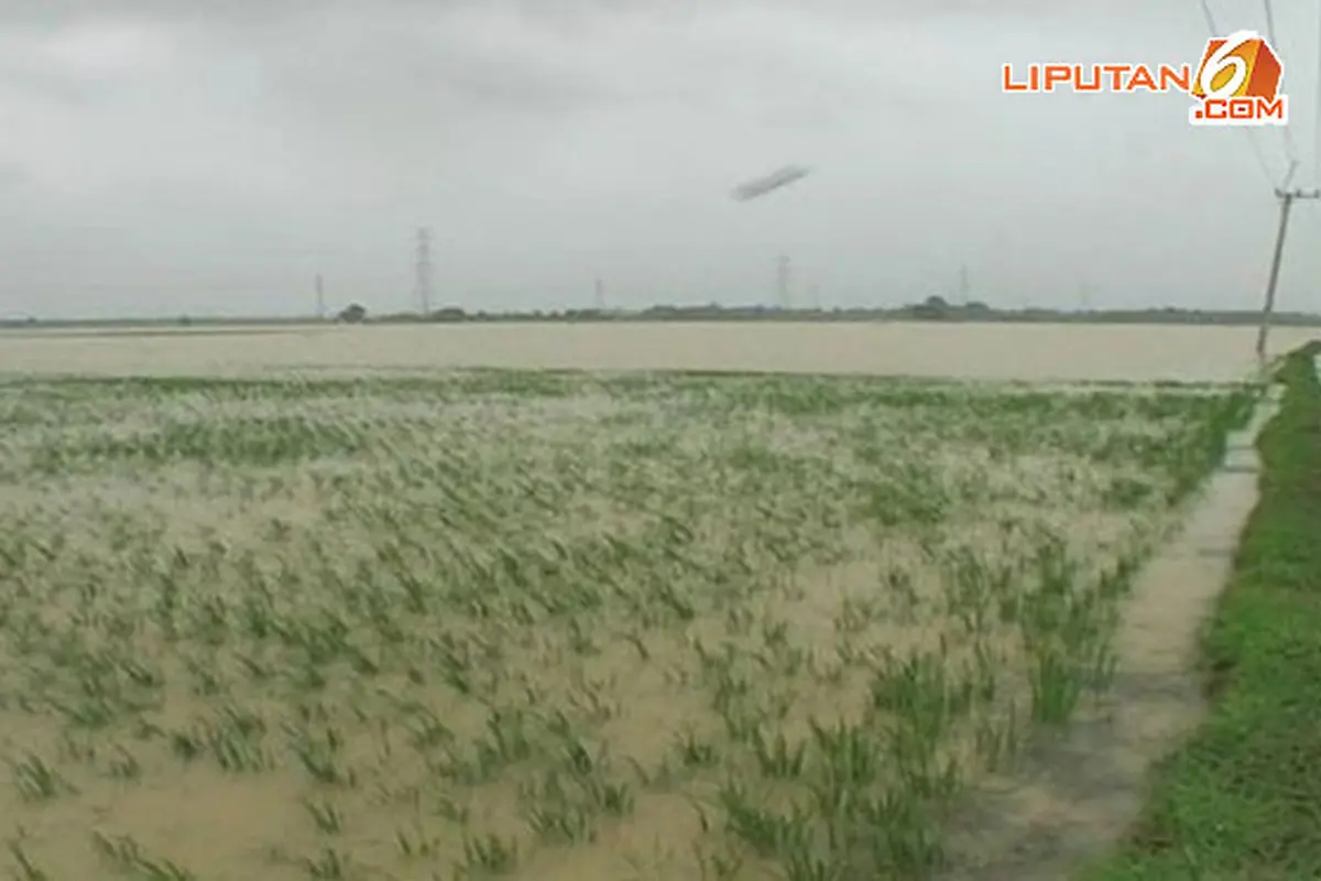 sawah-bekasi-banjir-140126c.jpg