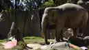 Gajah bernama Trompita merayakan ulang tahun ke-57 di Kebun Binatang Aurora, Guatemala City, Guatemala, Minggu (18/2). Trompita telah menjadi ikon Kebun Binatang Aurora. (JOHAN ORDONEZ/AFP)